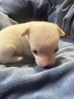 Tiquito, a male Chihuahua for sale in Chesapeake City, VA – 7 of 8
