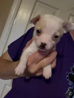Tiquito, a male Chihuahua for sale in Chesapeake City, VA – 5 of 8