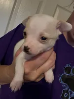 Tiquito, a male Chihuahua for sale in Chesapeake City, VA – 8 of 8