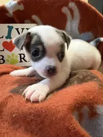 Baby boy 2, a male Chihuahua for sale in Chesapeake City, VA – 2 of 4