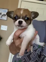Coon, a female Chihuahua for sale in Chesapeake City, VA – 5 of 8