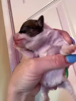 Puppy B, a female Chihuahua for sale in Chesapeake City, VA – Photo 2 of 2