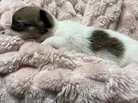 Coon, a female Chihuahua for sale in Chesapeake City, VA – Photo 3 of 3