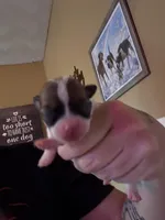 Puppy B, a female Chihuahua for sale in Chesapeake City, VA – Photo 1 of 2