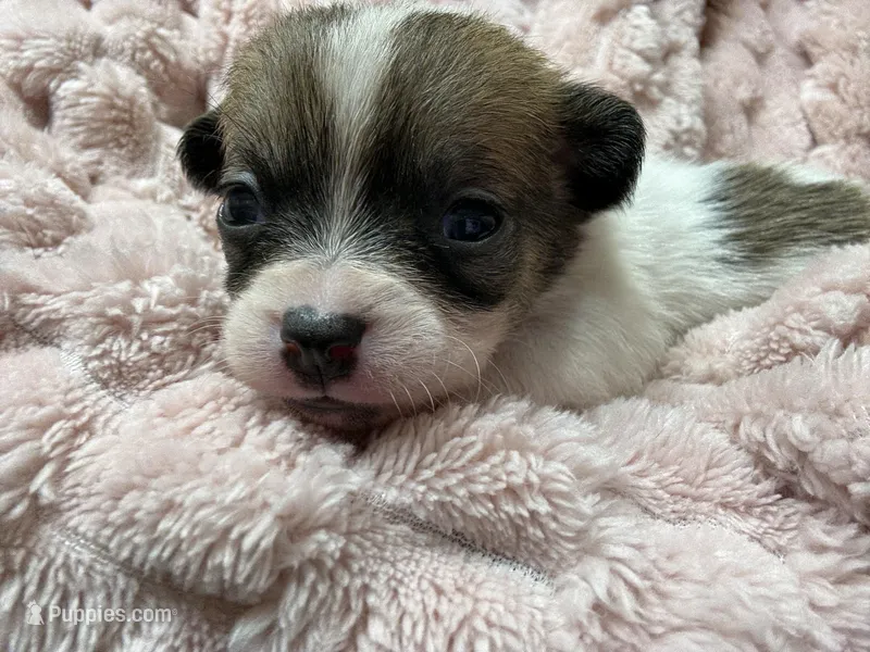 Coon – Chihuahua puppy for sale in Chesapeake City, VA