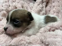 Coon, a female Chihuahua for sale in Chesapeake City, VA – Photo 2 of 3