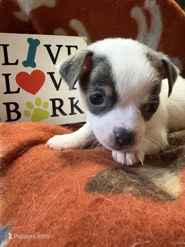 Baby boy 2 – Chihuahua puppy for sale in Chesapeake City, VA