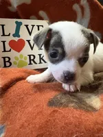 Baby boy 2, a male Chihuahua for sale in Chesapeake City, VA – 1 of 4