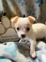 Nacho , a male Chihuahua for sale in Chesapeake City, VA – 3 of 3
