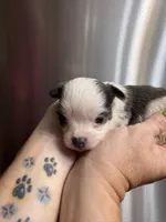 Baby boy 1, a male Chihuahua for sale in Chesapeake City, VA – 2 of 3