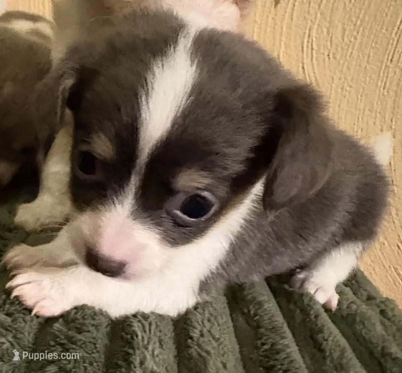 Bitsy – Chihuahua, Chiweenie puppy for sale in Chesapeake City, VA