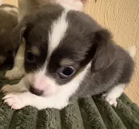 Bitsy, a female Chihuahua and Chiweenie for sale in Chesapeake City, VA – 1 of 3