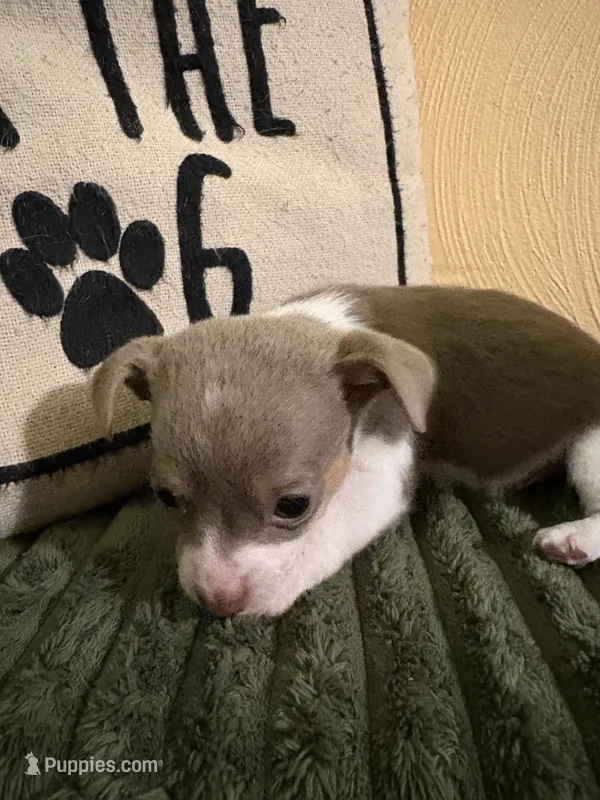 Clyde  – Chihuahua, Chiweenie puppy for sale in Chesapeake City, VA