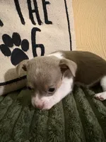 Clyde , a male Chihuahua and Chiweenie for sale in Chesapeake City, VA – 1 of 2