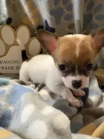 Coon, a female Chihuahua for sale in Chesapeake City, VA – 3 of 8