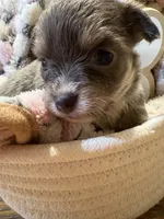Baby Girl 2 , a female Chihuahua for sale in Chesapeake City, VA – 1 of 7