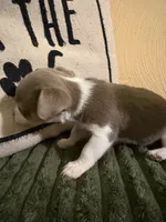 Clyde , a male Chihuahua and Chiweenie for sale in Chesapeake City, VA – 2 of 2