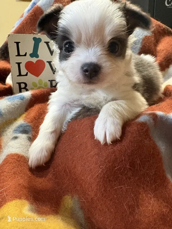 Baby boy 1 – Chihuahua puppy for sale in Chesapeake City, VA