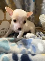 Tiquito, a male Chihuahua for sale in Chesapeake City, VA – 2 of 8