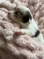 Star, a female Chihuahua for sale in Chesapeake City, VA – Photo 3 of 5