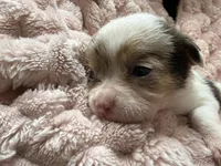 Star, a female Chihuahua for sale in Chesapeake City, VA – Photo 4 of 5