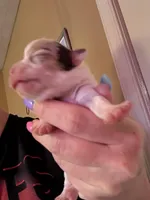 Puppy c, a female Chihuahua for sale in Chesapeake City, VA – Photo 2 of 2