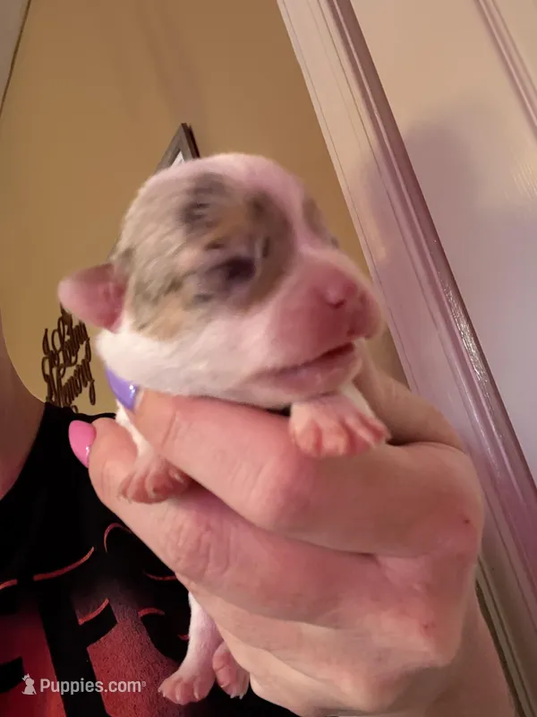 Puppy c, a female Chihuahua for sale in Chesapeake City, VA – Photo 1 of 2