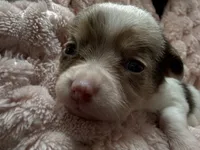 Star, a female Chihuahua for sale in Chesapeake City, VA – Photo 2 of 5