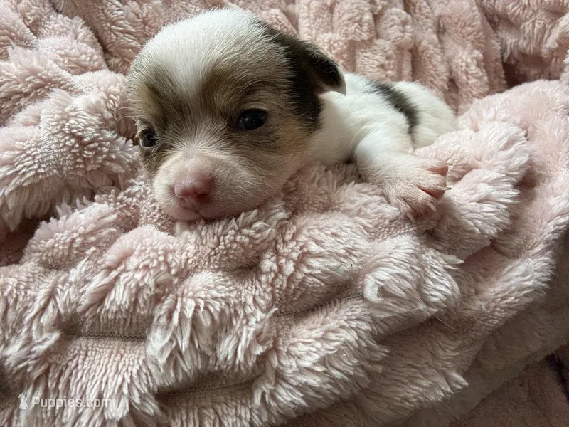 Star, a female Chihuahua for sale in Chesapeake City, VA – Photo 1 of 5