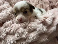 Star, a female Chihuahua for sale in Chesapeake City, VA – Photo 1 of 5