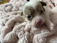 Star, a female Chihuahua for sale in Chesapeake City, VA – Photo 5 of 5