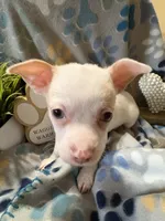 Chi chi , a male Chihuahua for sale in Chesapeake City, VA – 3 of 4