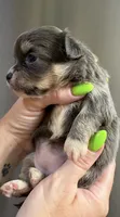 Baby Girl 2 , a female Chihuahua for sale in Chesapeake City, VA – 5 of 7