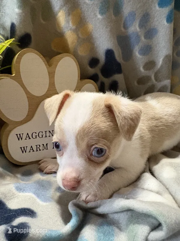 Olivia  – Chihuahua puppy for sale in Chesapeake City, VA
