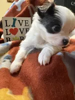 Ready now! , a male Chihuahua for sale in Chesapeake City, VA – 4 of 8