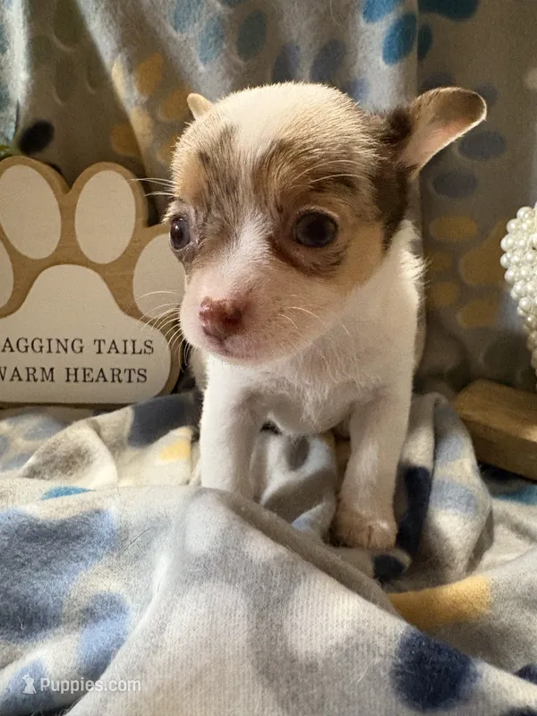 Star – Chihuahua puppy for sale in Chesapeake City, VA