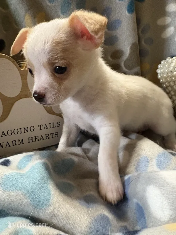 Nacho  – Chihuahua puppy for sale in Chesapeake City, VA