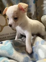 Nacho , a male Chihuahua for sale in Chesapeake City, VA – 1 of 3