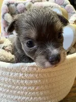 Baby Girl 2 , a female Chihuahua for sale in Chesapeake City, VA – 6 of 7
