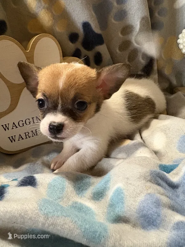 Coon – Chihuahua puppy for sale in Chesapeake City, VA