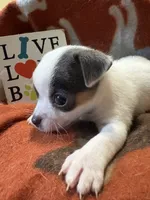 Baby boy 2, a male Chihuahua for sale in Chesapeake City, VA – 4 of 4