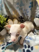 Chi chi , a male Chihuahua for sale in Chesapeake City, VA – 4 of 4