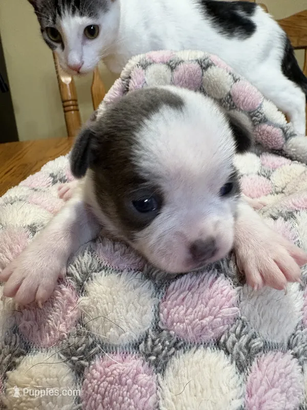 Baby Girl 1 – Chihuahua puppy for sale in Chesapeake City, VA