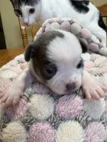 Baby Girl 1, a female Chihuahua for sale in Chesapeake City, VA – 1 of 1