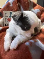 Ready now! , a male Chihuahua for sale in Chesapeake City, VA – 2 of 8