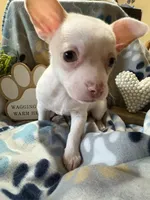 Chi chi , a male Chihuahua for sale in Chesapeake City, VA – 2 of 4