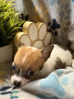 Coon, a female Chihuahua for sale in Chesapeake City, VA – 4 of 8