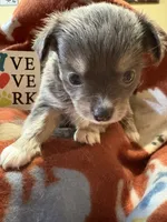 Baby Girl 2 ( ready now ), a female Chihuahua for sale in Chesapeake City, VA – 7 of 10