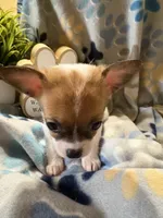 Coon, a female Chihuahua for sale in Chesapeake City, VA – 2 of 8