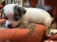 Baby boy 2, a male Chihuahua for sale in Chesapeake City, VA – 3 of 4